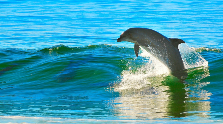 Glass Dolphin